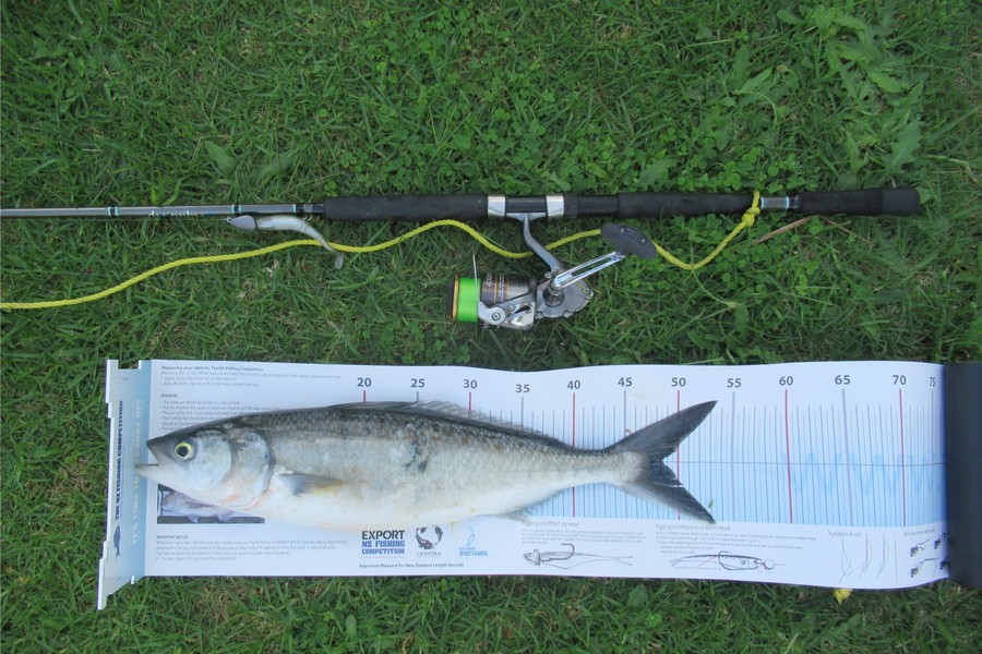 David Wilson caught this 48cm Kahawai at Mount Maunganui during The Export NZ Fishing Competition