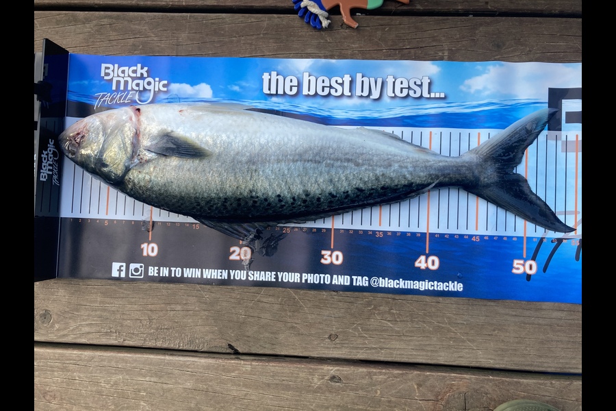 Sebastian Roselt caught this 48cm Kahawai at Whangarei heads during The Export NZ Fishing Competition