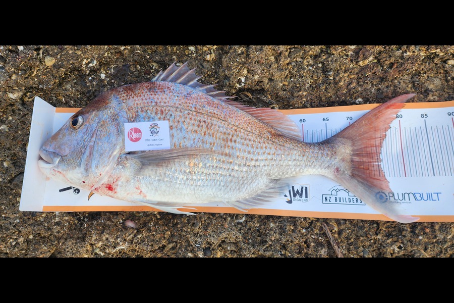 Keiran Mckenzie caught this 75.5cm Snapper at Wainui during The Export NZ Fishing Competition