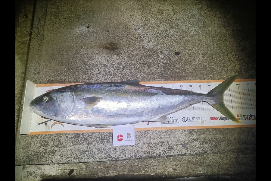 Ben Cullen caught this 96cm Kingfish at Browns Bay  during The Export NZ Fishing Competition
