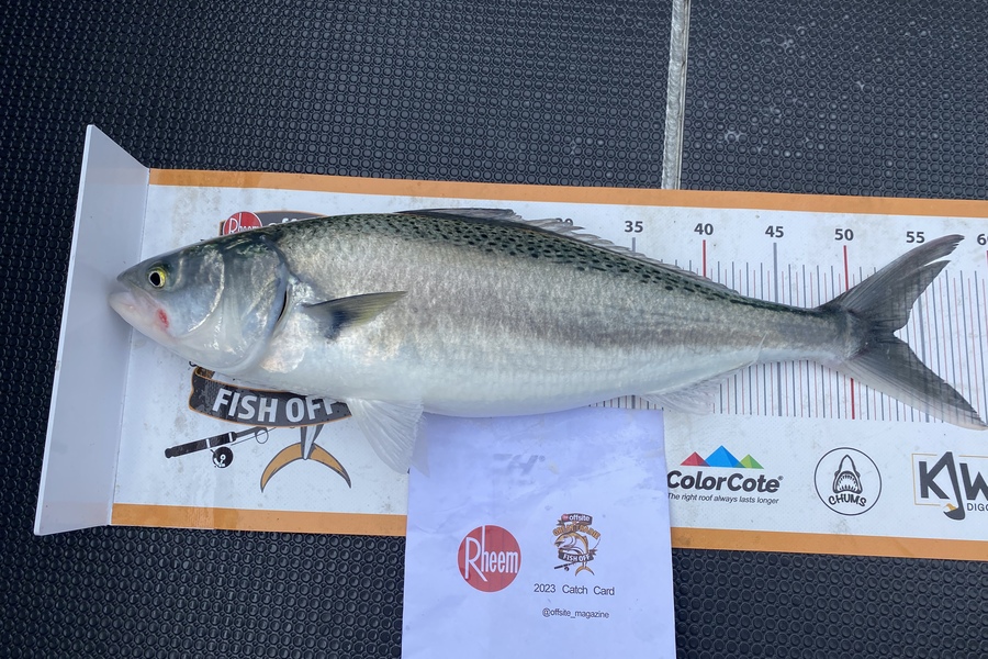 Jayven Moore caught this 53.0cm Kahawai at Kapiti during The Export NZ Fishing Competition
