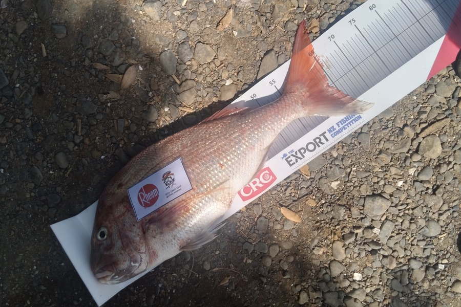 Wayne Hickman caught this 64.0cm Snapper at Firth of Thames during The Export NZ Fishing Competition