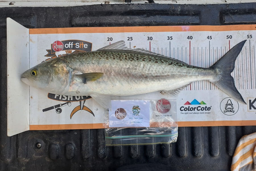 Jeremy Andrews-Subritzky caught this 50.0cm Kahawai at Huia cliffs during The Export NZ Fishing Competition