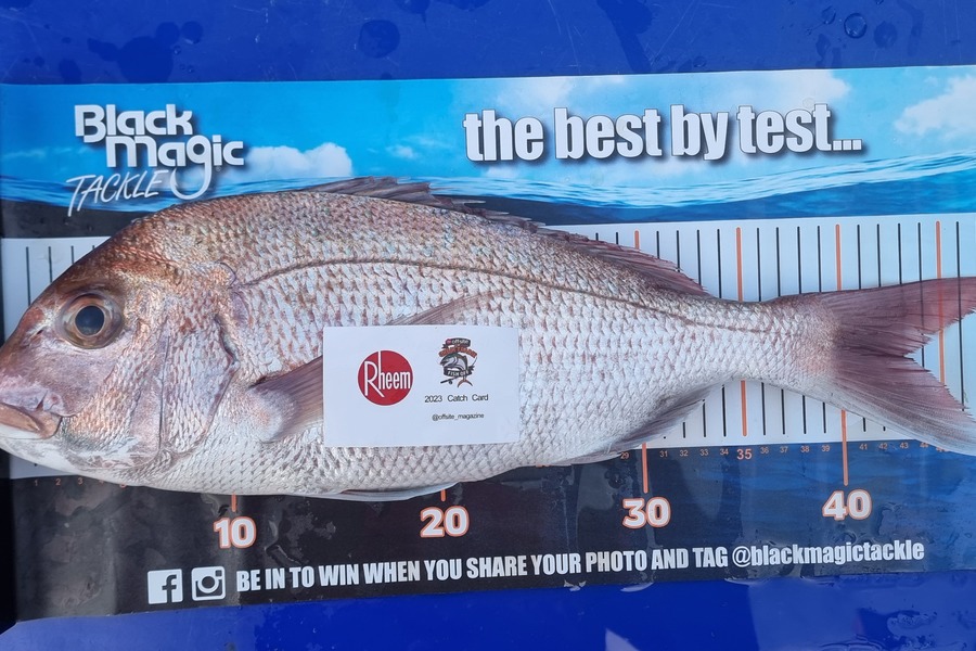 Dean OReilly caught this 43.0cm Snapper at Coromandel  during The Export NZ Fishing Competition