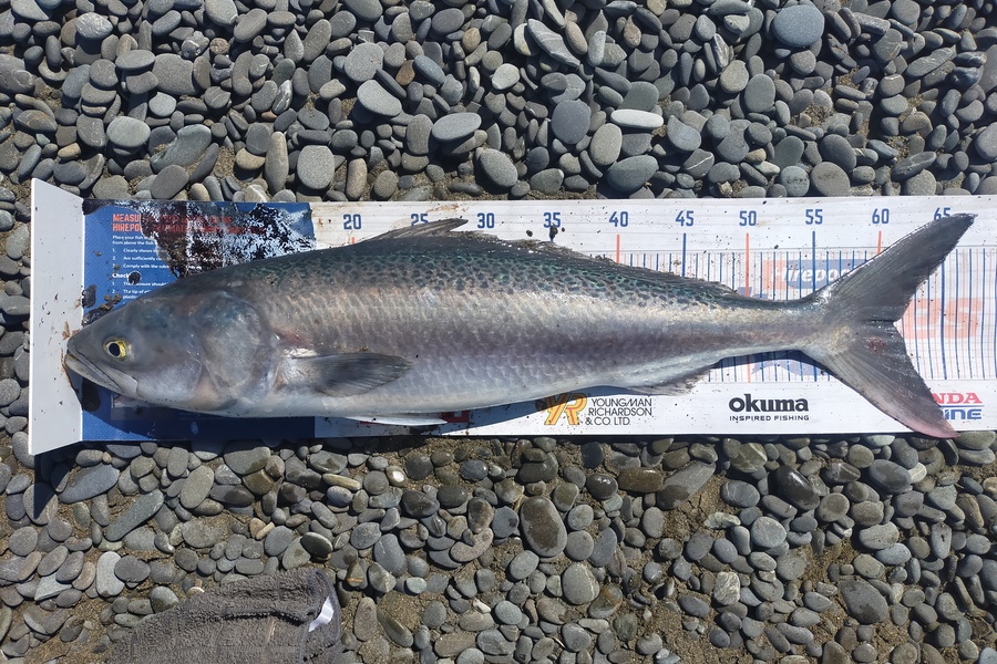 Laurence Knighton caught this 61.0cm Kahawai at Dorie during The Export NZ Fishing Competition
