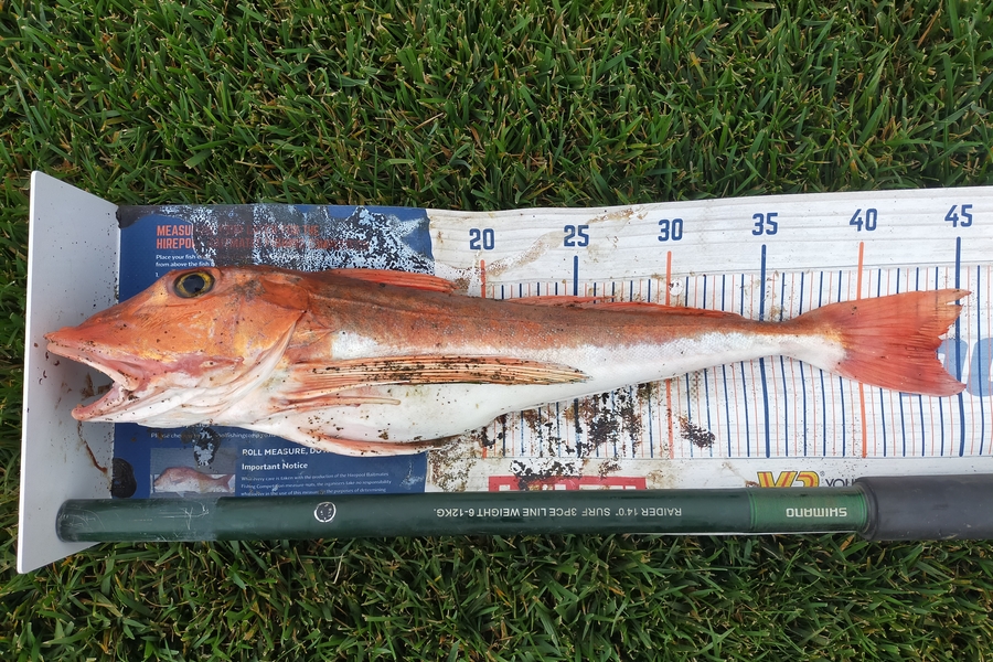 Laurence Knighton caught this 44.0cm Gurnard at Dorie  during The Export NZ Fishing Competition