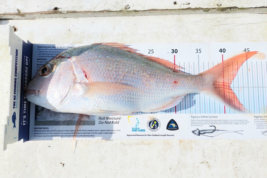 Janet Attwood caught this 41.0cm Snapper at Whananaki during The Export NZ Fishing Competition