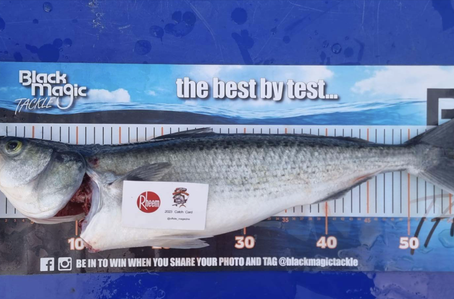 Sean Blackstock caught this 49.0cm Kahawai at Firth of Thames  during The Export NZ Fishing Competition