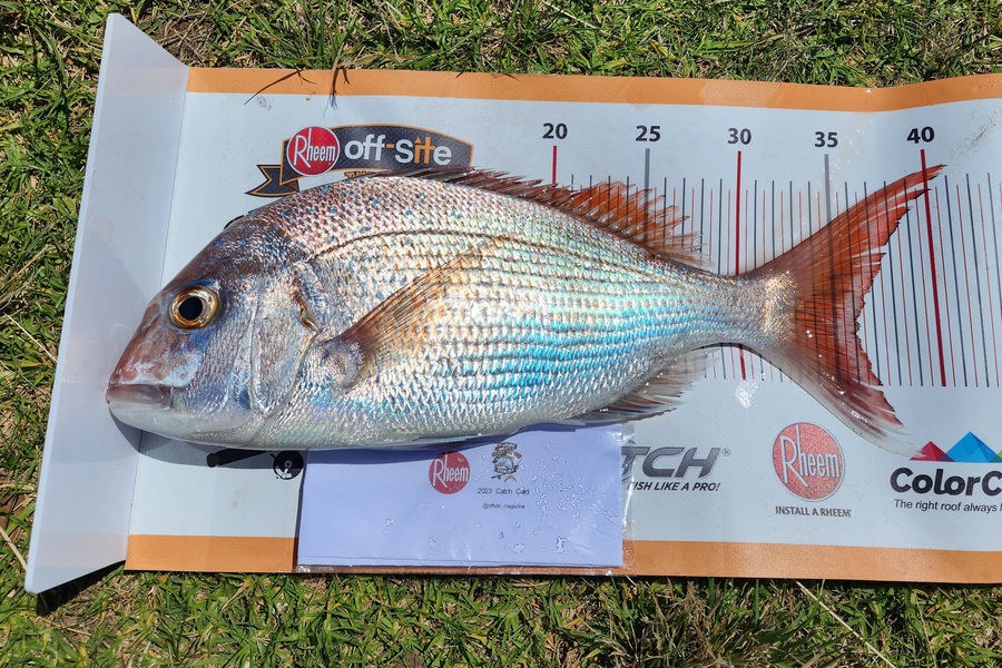 Stuart Holly caught this 36.0cm Snapper at Taranaki  during The Export NZ Fishing Competition