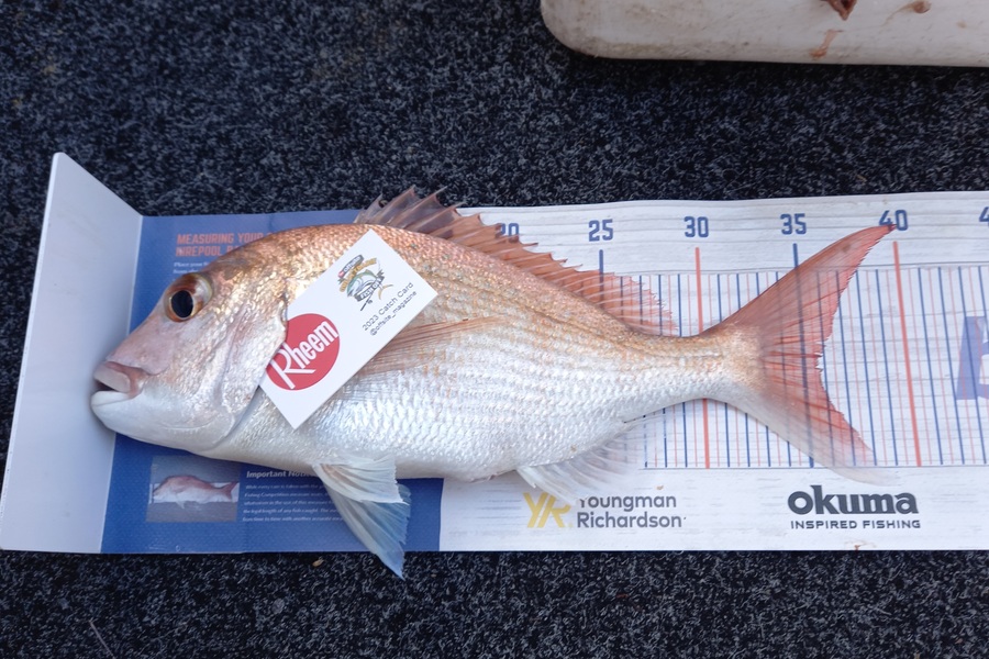 Sandra Dicker caught this 35.5cm Snapper at Firth of thames  during The Export NZ Fishing Competition