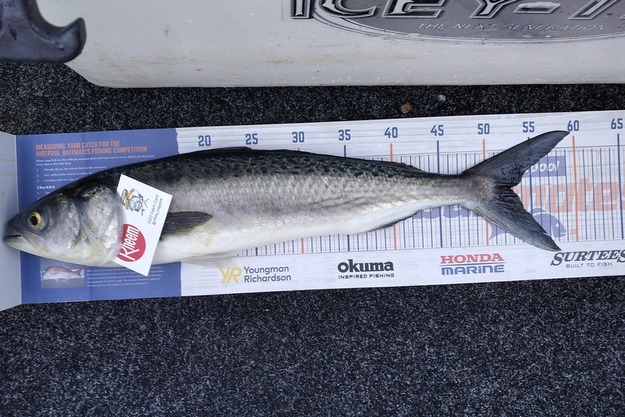 Alex Devine caught this 52.5cm Kahawai at Firth of Thames  during The Export NZ Fishing Competition