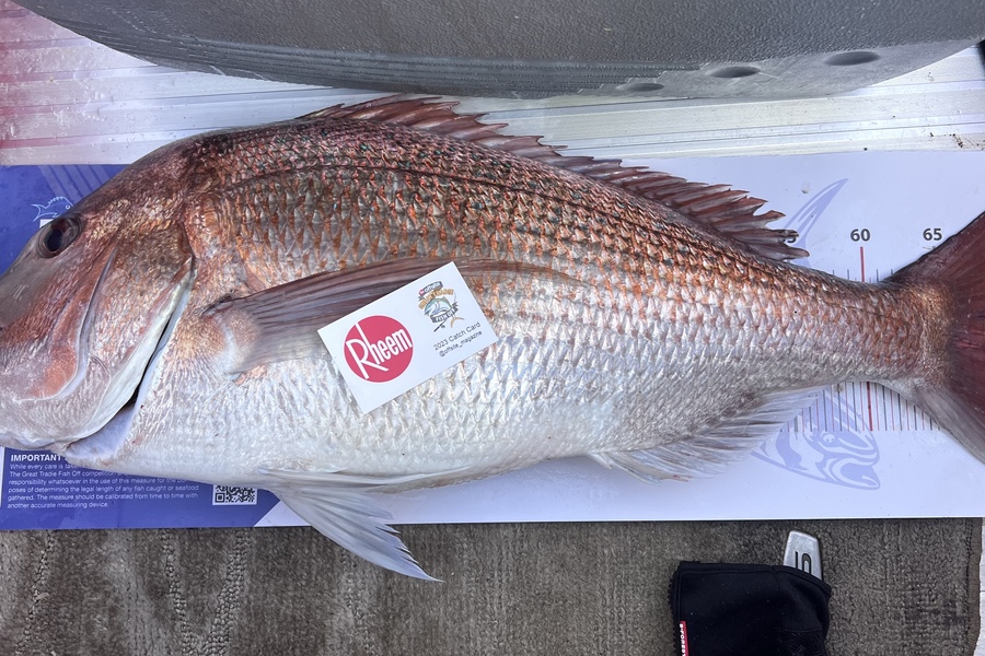Reynaldo Mamacos caught this 70.0cm Snapper at makara, wellington during The Export NZ Fishing Competition