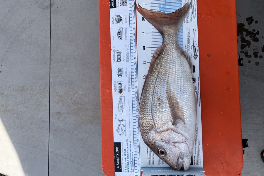 Mark Modrich caught this 51.0cm Snapper at Whangarei  during The Export NZ Fishing Competition