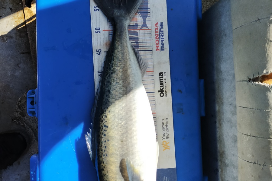 Len Clarke caught this 57.0cm Kahawai at Hokianga during The Export NZ Fishing Competition