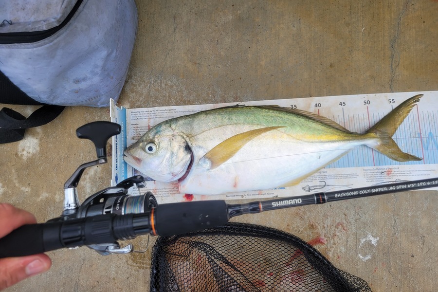 Jack Whitfield caught this 53.5cm Trevally at Pukenui during The Export NZ Fishing Competition