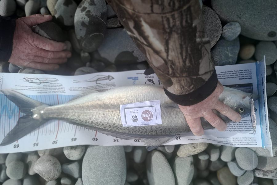 Bob Murphy caught this 58.0cm Kahawai at Waitaki  during The Export NZ Fishing Competition