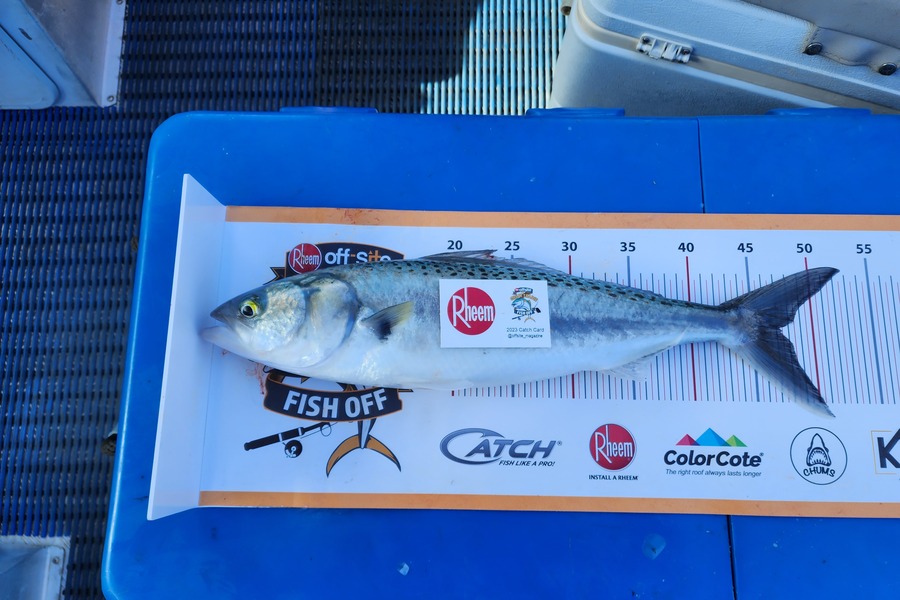 Wai McIver caught this 47.0cm Kahawai at Kawhia during The Export NZ Fishing Competition
