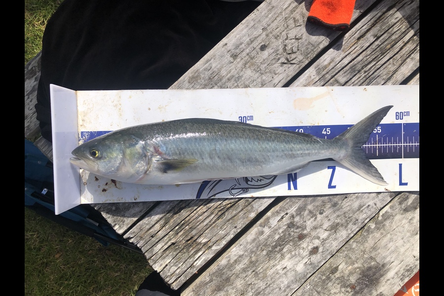 Joe Mcloughlin caught this 51.5cm Kahawai at Tiritiri Matangi Island  during The Export NZ Fishing Competition