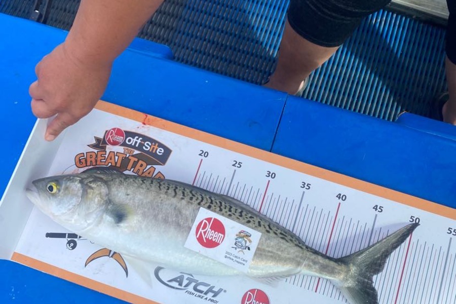 Nick Irving  caught this 46.5cm Kahawai at kawahia during The Export NZ Fishing Competition