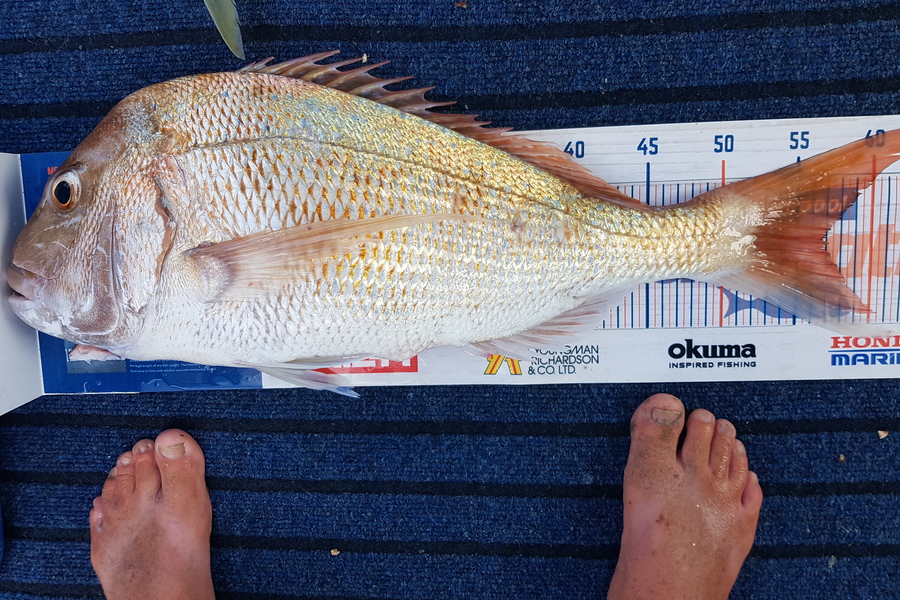 Glenn Lucas caught this 57.0cm Snapper at Kawau  during The Export NZ Fishing Competition