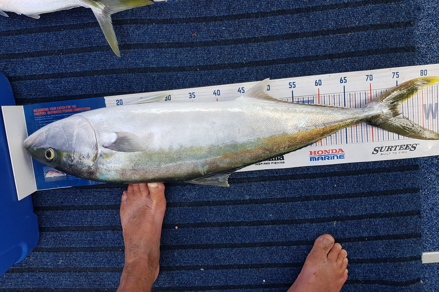 Glenn Lucas caught this 75.0cm Kingfish at Kawau  during The Export NZ Fishing Competition