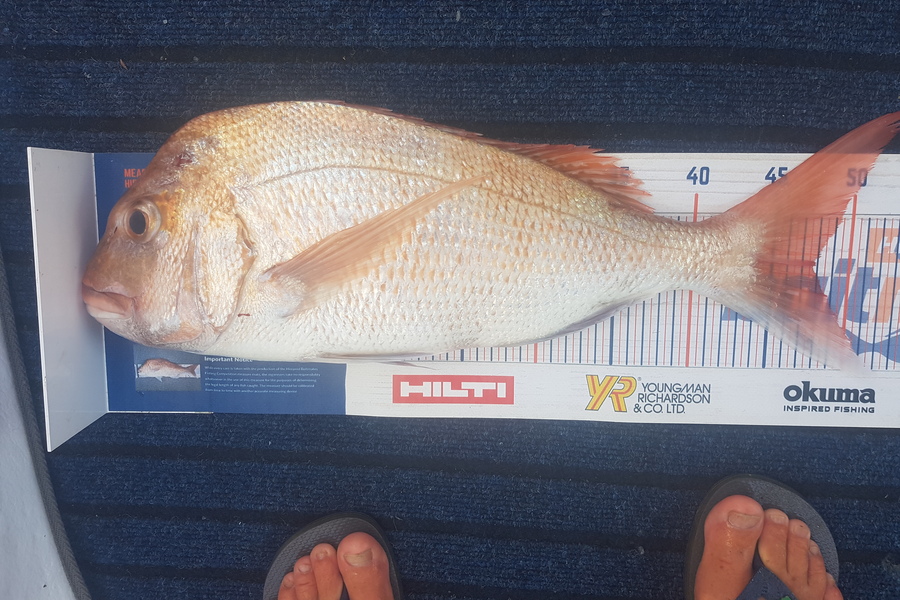 Glenn Lucas caught this 47.5cm Snapper at Kawau  during The Export NZ Fishing Competition