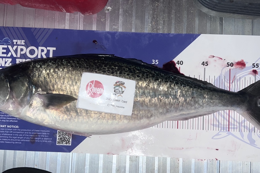 Reynaldo Mamacos caught this 57.0cm Kahawai at Makara during The Export NZ Fishing Competition
