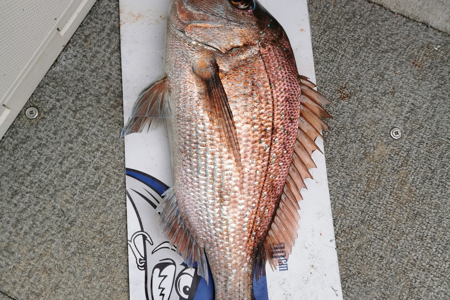 Brendon Deacon caught this 39.0cm Snapper at Far north during The Export NZ Fishing Competition