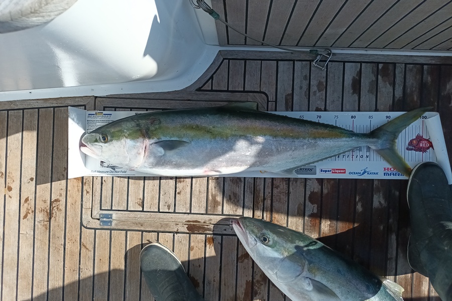 Samuel Baker caught this 92.5cm Kingfish at Tutukaka during The Export NZ Fishing Competition