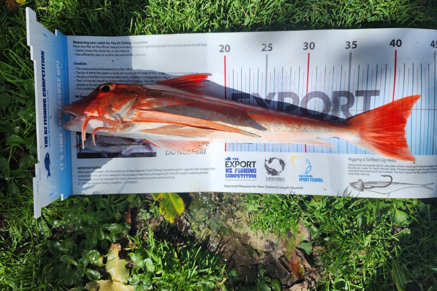 Dan Hunia caught this 41.0cm Gurnard at Whanganui during The Export NZ Fishing Competition