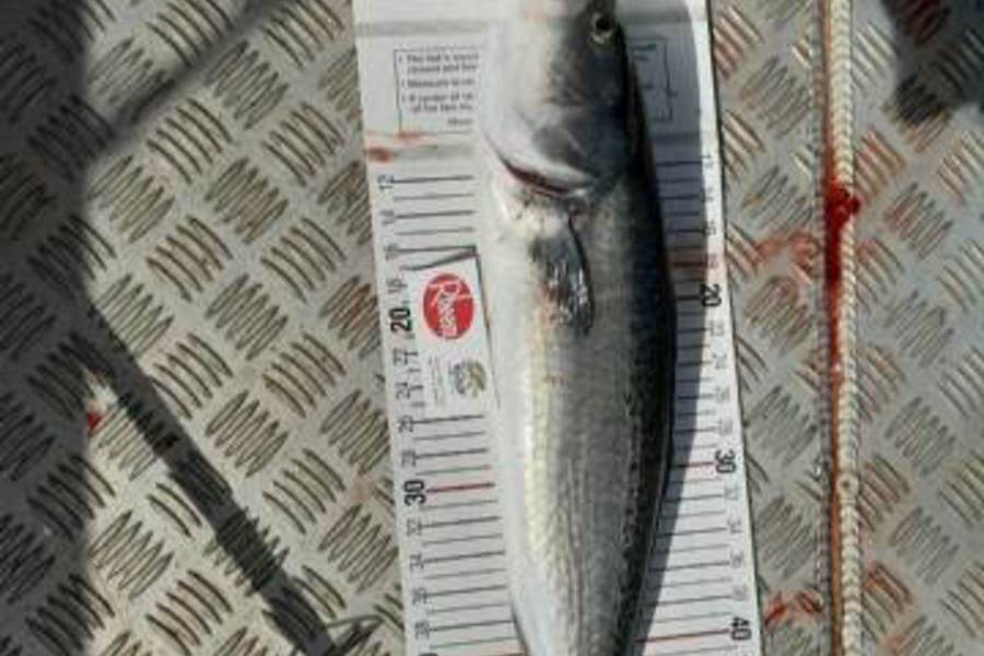 Mark Beauchamp caught this 52.0cm Kahawai at Bay of Islands during The Export NZ Fishing Competition
