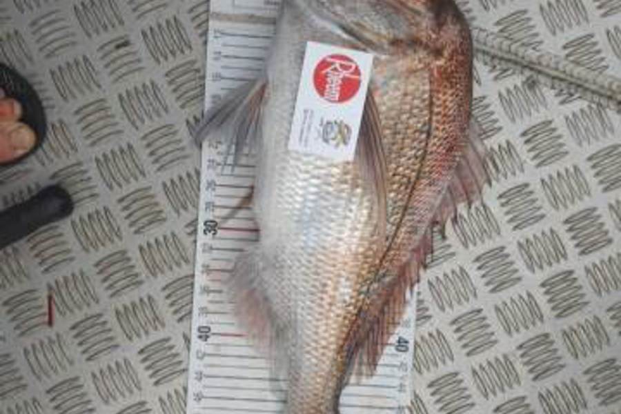 Mark Beauchamp caught this 55.0cm Snapper at Bay of Islands during The Export NZ Fishing Competition