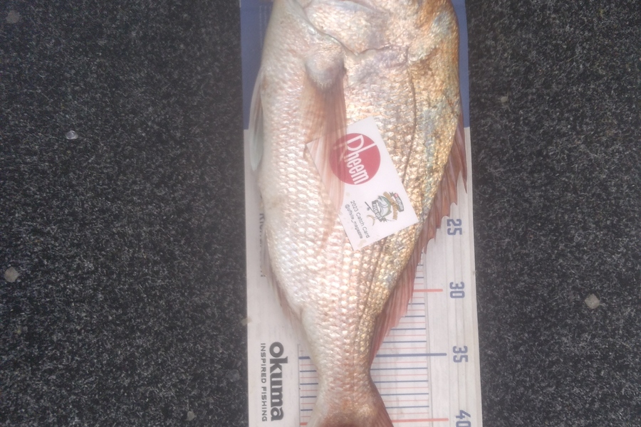Alex Devine caught this 43.5cm Snapper at Firth of Thames  during The Export NZ Fishing Competition