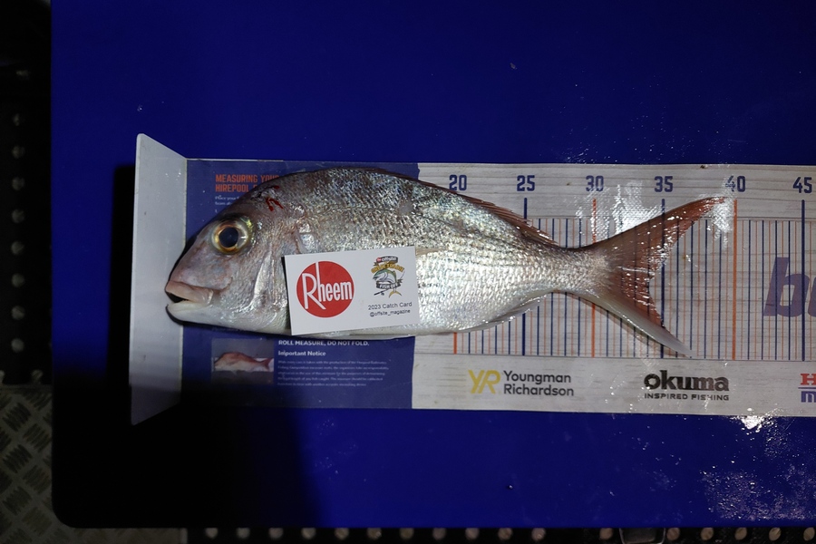 Barry  Howard caught this 33.5cm Snapper at Hauraki Gulf during The Export NZ Fishing Competition