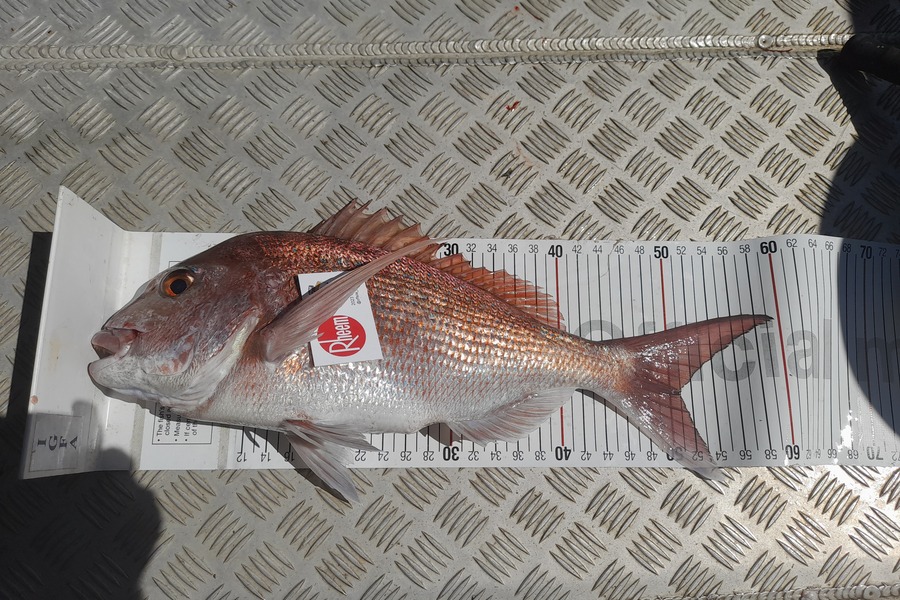Mark Beauchamp caught this 50.5cm Snapper at Bay of Islands during The Export NZ Fishing Competition
