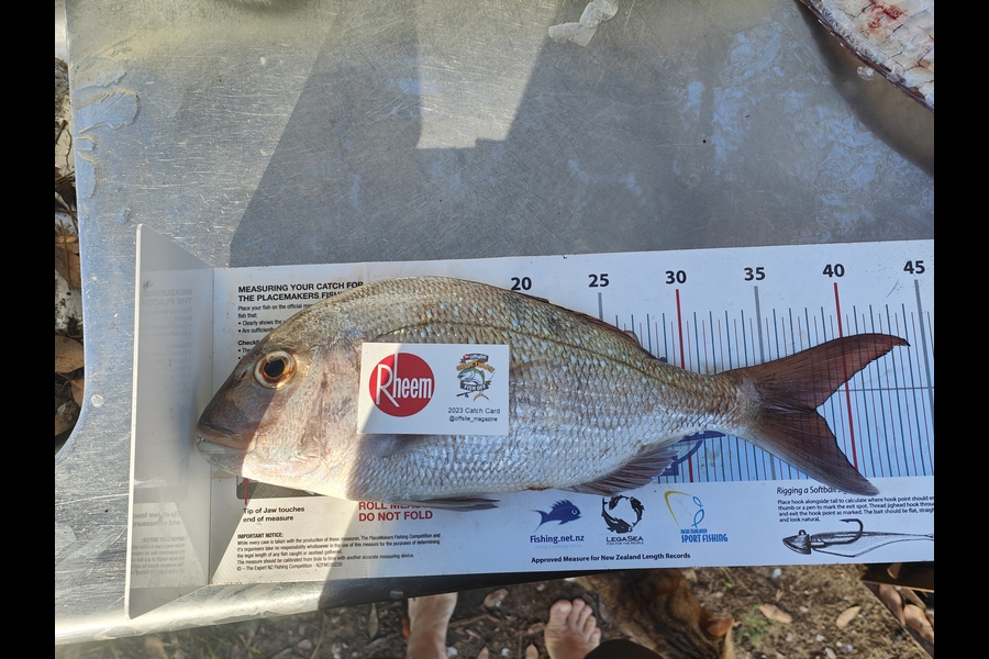 Ben Maroulis caught this 38.0cm Snapper at Mangawhai heads  during The Export NZ Fishing Competition