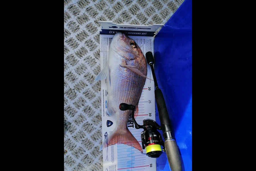 Brian  Gallogly caught this 39.5cm Snapper at Nth waiheke during The Export NZ Fishing Competition