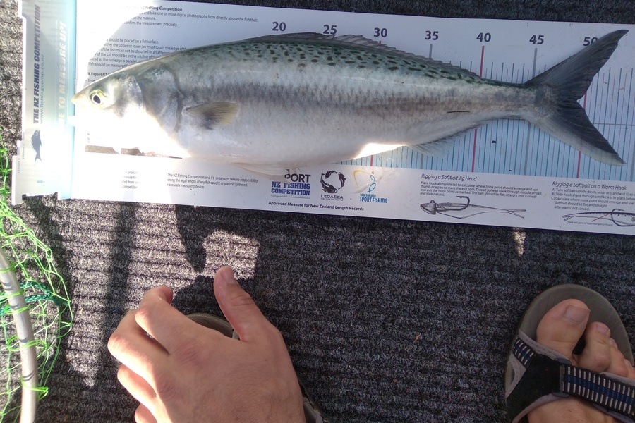 Stuart Hazelton caught this 49cm Kahawai at whangamata during The Export NZ Fishing Competition
