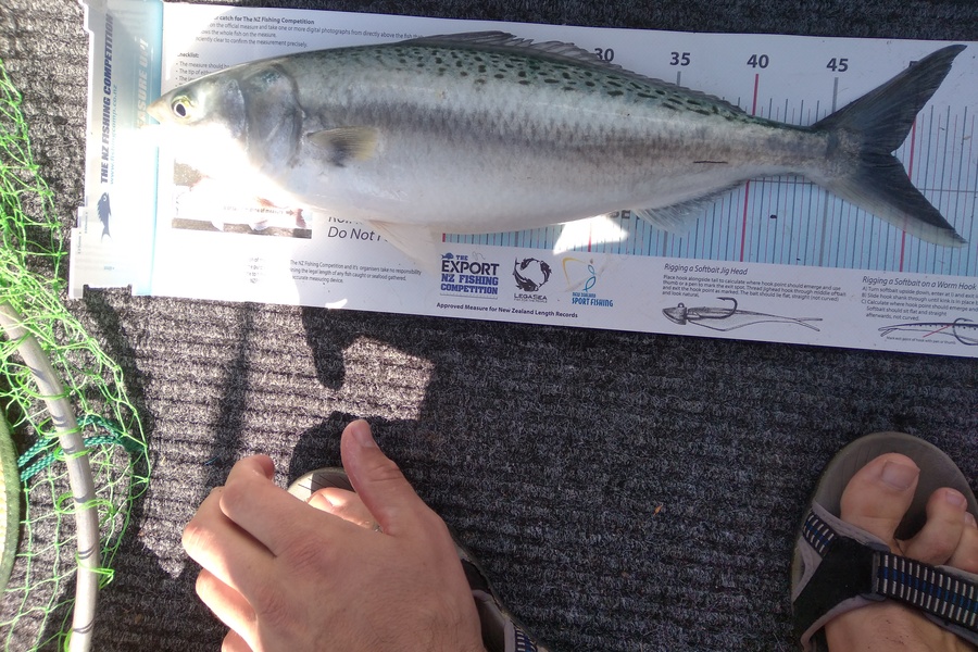 Rachael Hazelton caught this 48.5cm Kahawai at whangamata during The Export NZ Fishing Competition