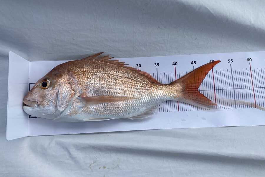 David Tyler caught this 45.5cm Snapper at Grid 26 during The Export NZ Fishing Competition