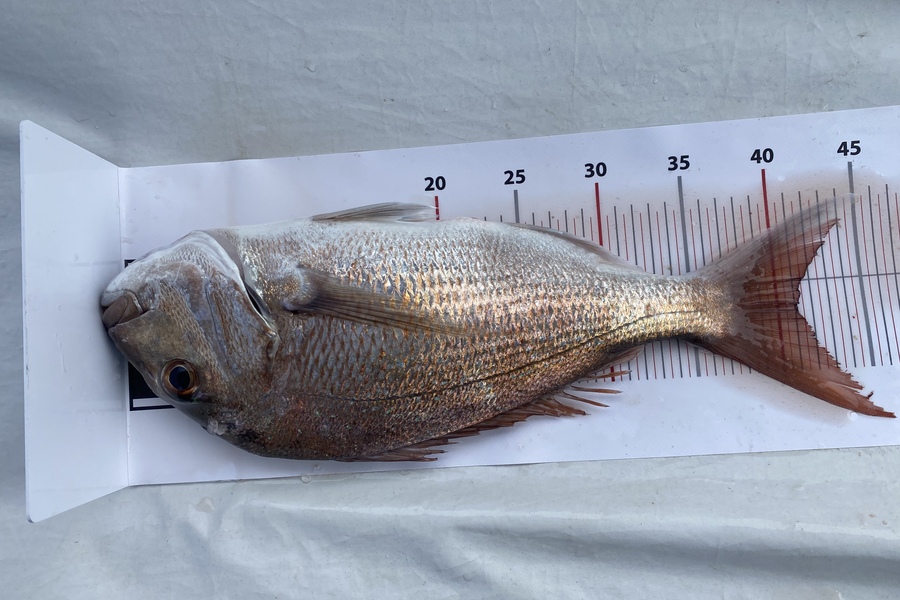 David Tyler caught this 41cm Snapper at Grid 26 during The Export NZ Fishing Competition