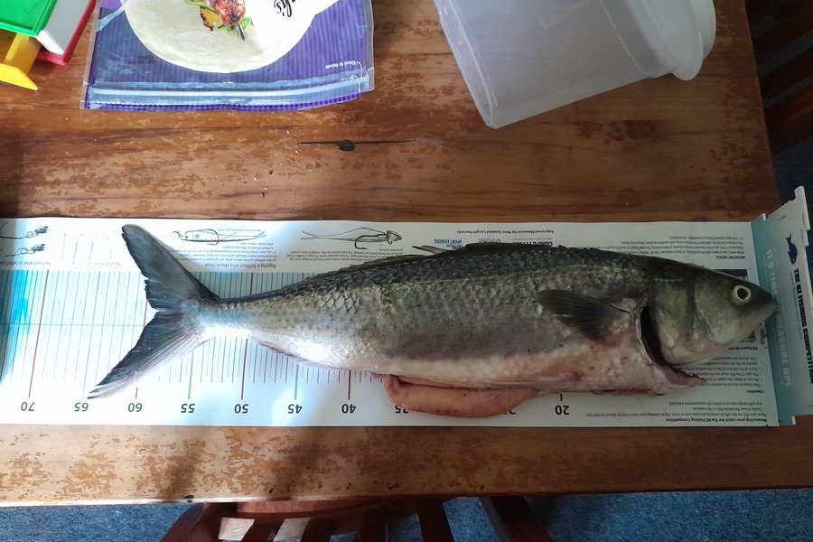 Crystal McRoberts caught this 55.0cm Kahawai at Whakaki during The Export NZ Fishing Competition