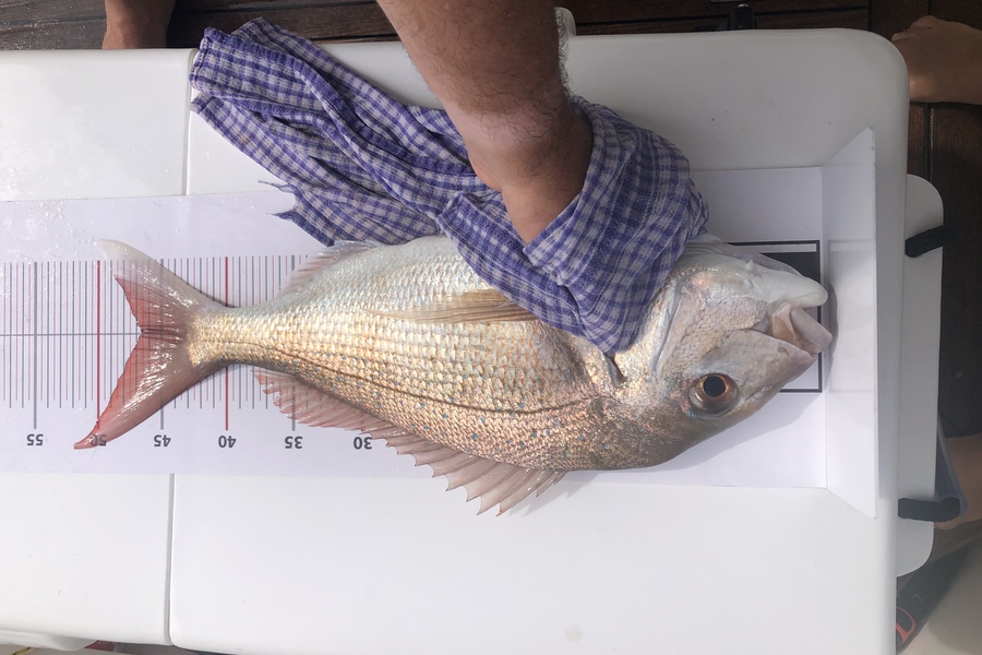 Brett Carbines caught this 46.5cm Snapper at Grid 23 Homes2Go during The Export NZ Fishing Competition