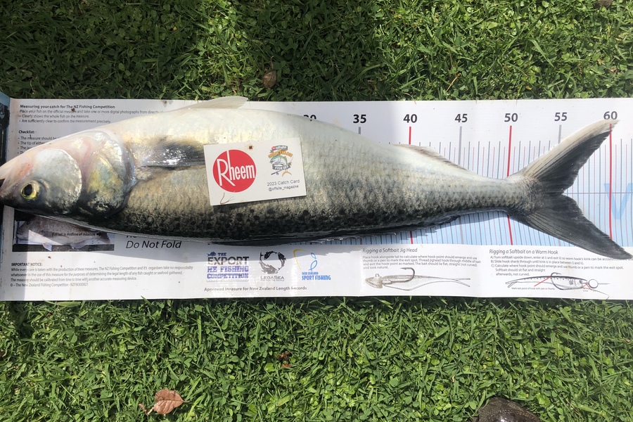 Dave Dennison caught this 55.0cm Kahawai at Taranaki  during The Export NZ Fishing Competition