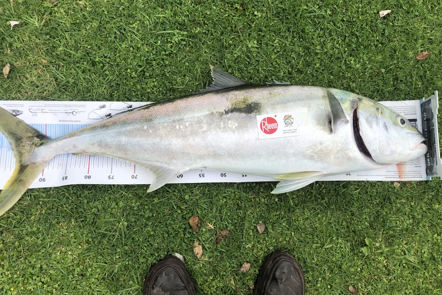 Dave Dennison caught this 96.0cm Kingfish at Taranaki  during The Export NZ Fishing Competition