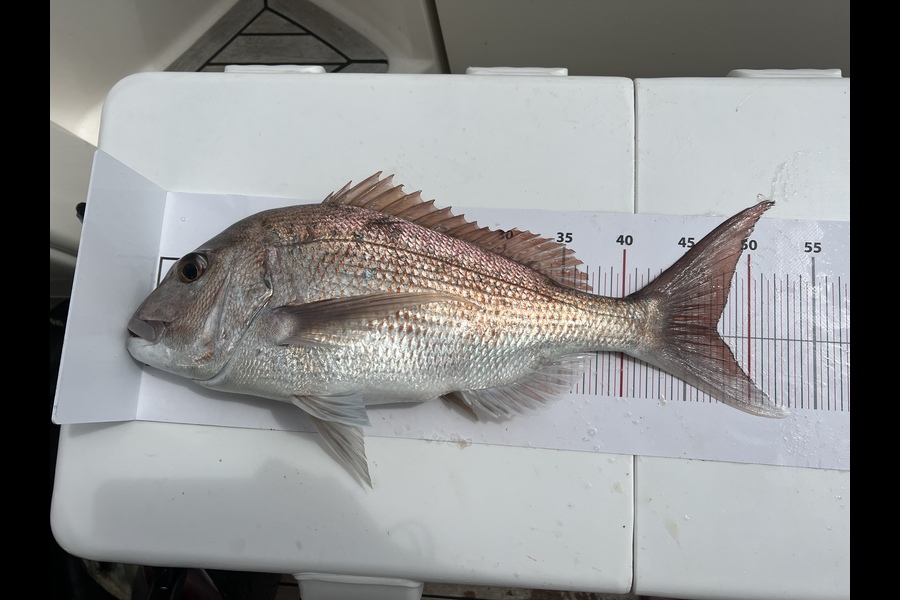 Carrie George caught this 47.5cm Snapper at Grid 23 homes to go  during The Export NZ Fishing Competition