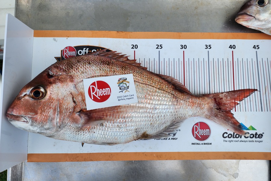 Stuart Holly caught this 39.0cm Snapper at Taranaki  during The Export NZ Fishing Competition