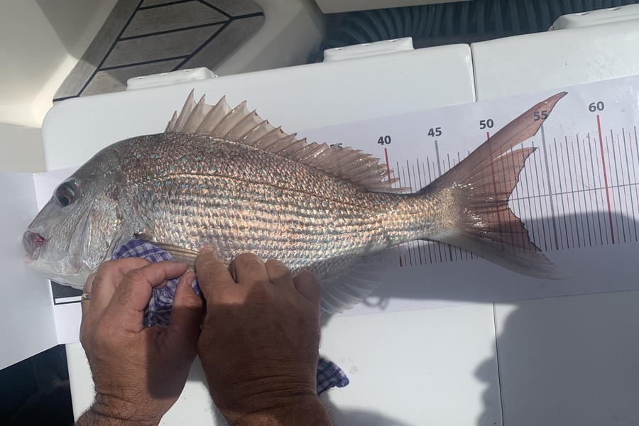 Melanie Carbines caught this 51.0cm Snapper at Grid 23  during The Export NZ Fishing Competition