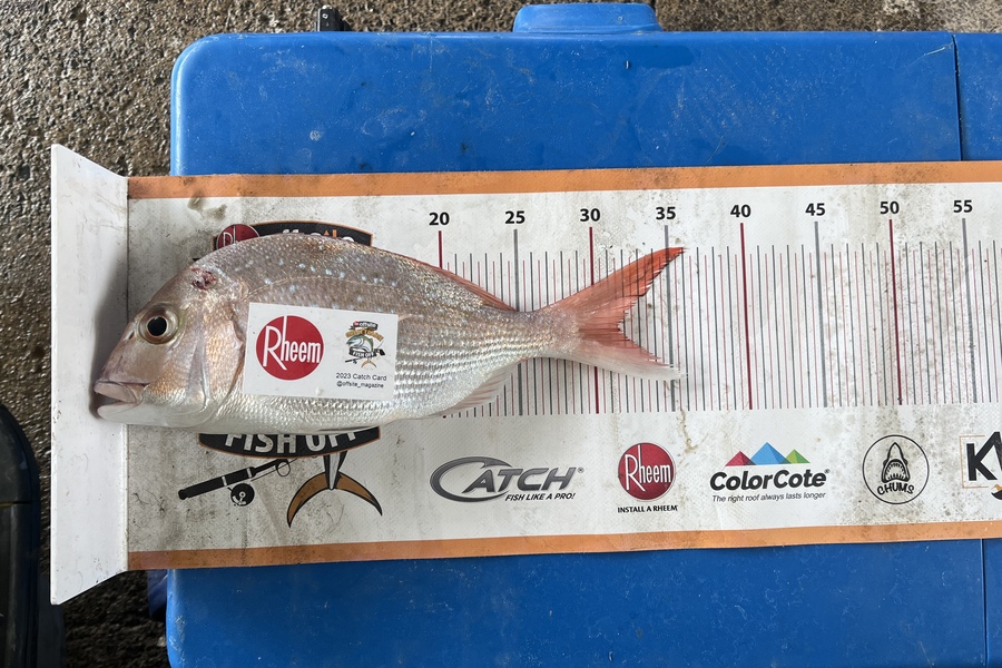 Nick Irving  caught this 31.5cm Snapper at whakatāne  during The Export NZ Fishing Competition