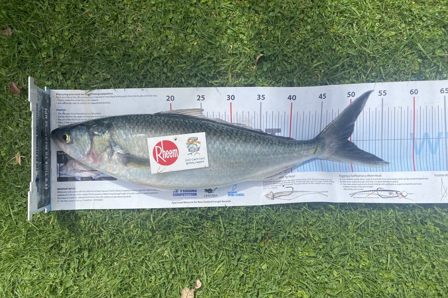 Kyle Hunt caught this 49.5cm Kahawai at Wanganui during The Export NZ Fishing Competition